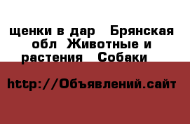 щенки в дар - Брянская обл. Животные и растения » Собаки   